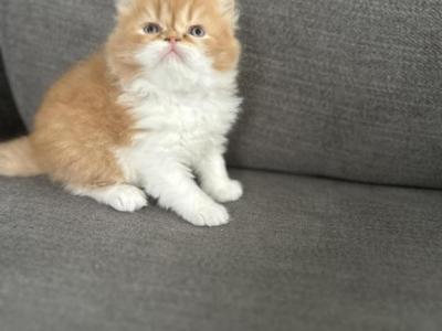 CFA Dollface Red Tabby Male Persian Kitten - Persian - Gallery Photo #1