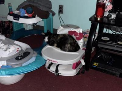 Pumpkin - Domestic - Gallery Photo #1