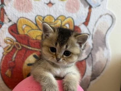 Kesha - British Shorthair - Gallery Photo #1