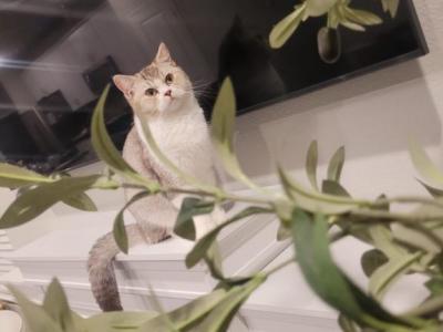 Mila And Milo - British Shorthair - Gallery Photo #1