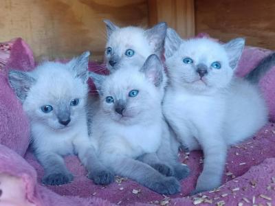 Siamese Kittens - Siamese - Gallery Photo #1