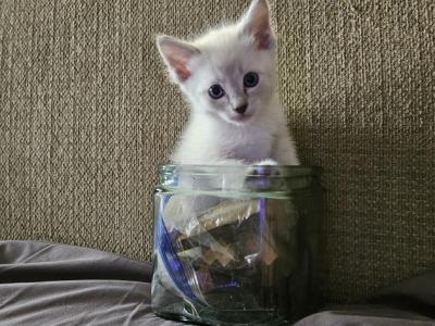 Peyton - Ragdoll - Gallery Photo #1