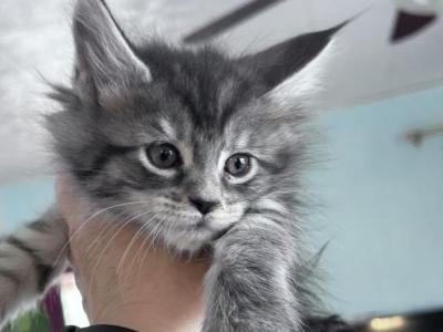 Maine Coon Kittens - Maine Coon - Gallery Photo #1