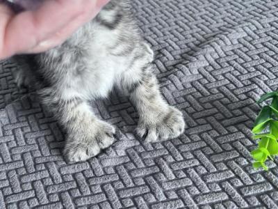 Polydactyl - Polydactyl - Gallery Photo #1