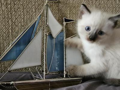 Jade - Ragdoll - Gallery Photo #1