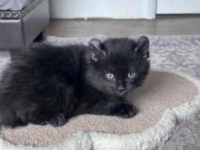 Highland Lynx In Montana - Highlander - Gallery Photo #1