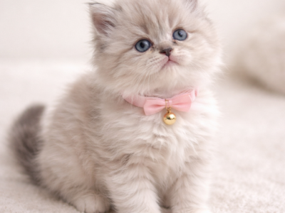 Fluffy Snow Ragdoll - Ragdoll - Gallery Photo #1