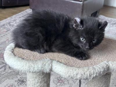 Polydactyl Black Male Kittens - Polydactyl - Gallery Photo #1