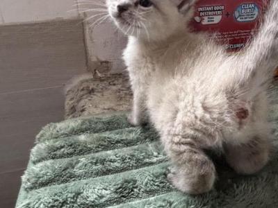 Lynx Ragdoll - Ragdoll - Gallery Photo #1