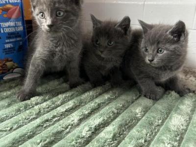 Russian Blues - Russian Blue - Gallery Photo #1
