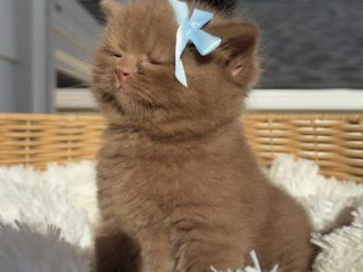 Bear Cinnamon British Kitten - British Shorthair - Gallery Photo #1