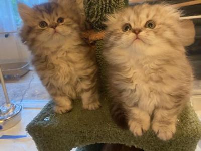 Baby Fluffy Scottish Kittens Long Hair - Scottish Fold - Gallery Photo #1