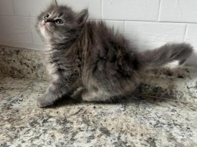 Sabby - Siberian - Gallery Photo #1