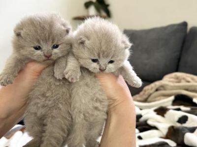 Lilac British Shorthair Males - British Shorthair - Gallery Photo #1