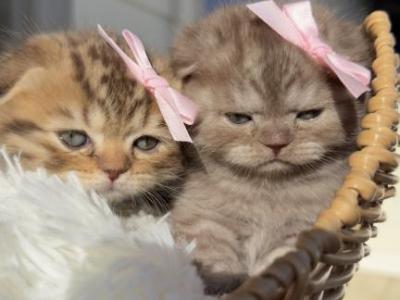 Girls Scottish Fold Kittens - Scottish Fold - Gallery Photo #1