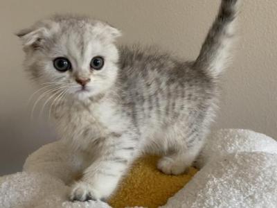Misty Scottish Fold Female Kitten - Scottish Fold - Gallery Photo #1