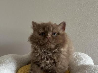 Cinnamon Fluffy British Male Kitten - British Shorthair - Gallery Photo #1