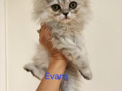 Petite Dollface Lilac Silver Chinchilla Persians - Persian - Gallery Photo #1