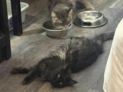 Catalina - Maine Coon - Gallery Photo #1