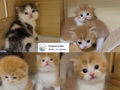 Scottish Litter - Scottish Fold - Gallery Photo #1