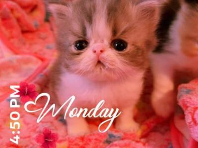 Lydia Baby Boy - Persian - Gallery Photo #1