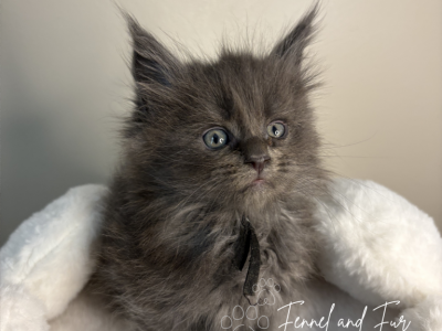 Maximus Blue Maine Coon - Maine Coon - Gallery Photo #1