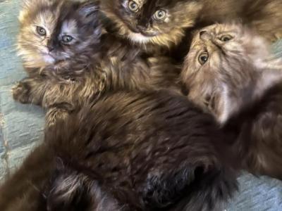 Polydactyl Kittens - Polydactyl - Gallery Photo #1