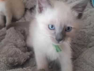 Sapphire Baby Boy Blue Point - Siamese - Gallery Photo #1