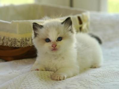 Ziggy - Ragdoll - Gallery Photo #1