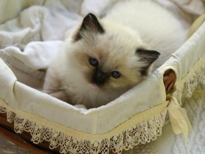 Clove - Ragdoll - Gallery Photo #1