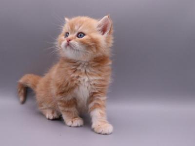 Pearch Blossom Selkirk Straight - Selkirk Rex - Gallery Photo #1