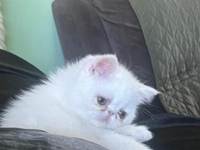White Persian Male 3 - Persian - Gallery Photo #1
