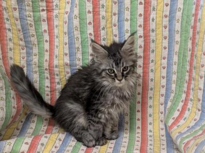 Black Smoke Tabby TICA - Maine Coon - Gallery Photo #1