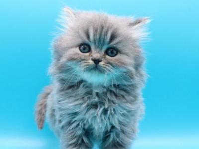 Hopper - Minuet - Gallery Photo #1