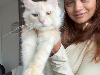 Oranges - Maine Coon - Gallery Photo #1