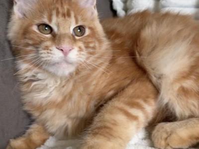 Flora - Maine Coon - Gallery Photo #1