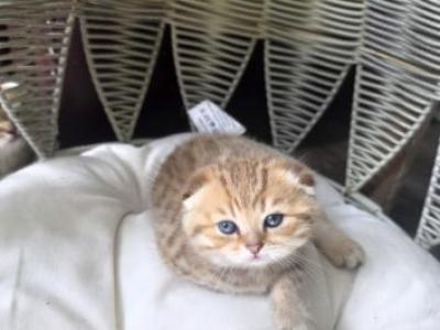 Amber - Scottish Fold - Gallery Photo #1