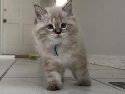 Siberian Babies - Siberian - Gallery Photo #1