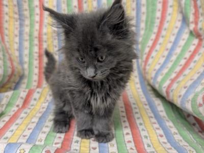 Blue Male Maine Coon - Maine Coon - Gallery Photo #1