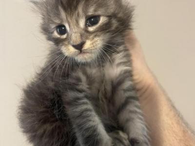 Black And Silver - Maine Coon - Gallery Photo #1
