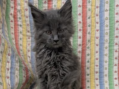 Blue Female Maine Coon - Maine Coon - Gallery Photo #1