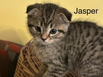 Jasper Of Khraniti And Legolas - Scottish Fold - Gallery Photo #1