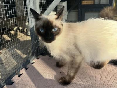 Viva - Siamese - Gallery Photo #1