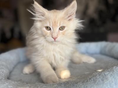 Kacie - Maine Coon - Gallery Photo #1