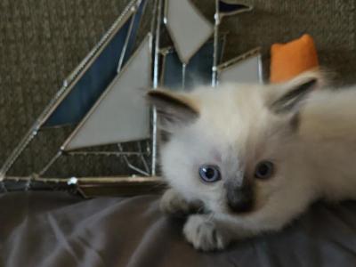 Juniper - Ragdoll - Gallery Photo #1