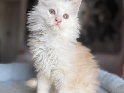 MaineCoon Lux - Maine Coon - Gallery Photo #1