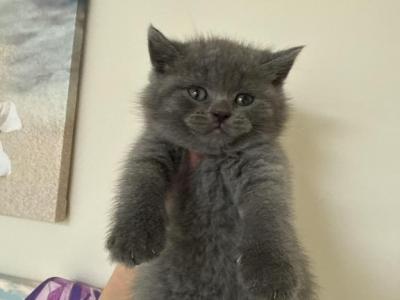 Bonnie - Scottish Straight - Gallery Photo #1