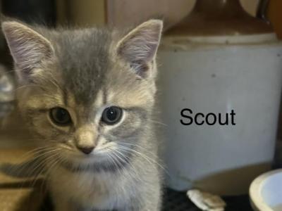 Scout Of Khraniti And Legolas - Scottish Straight - Gallery Photo #1