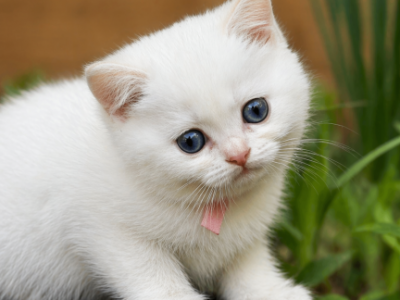 Daisy - British Shorthair - Gallery Photo #1
