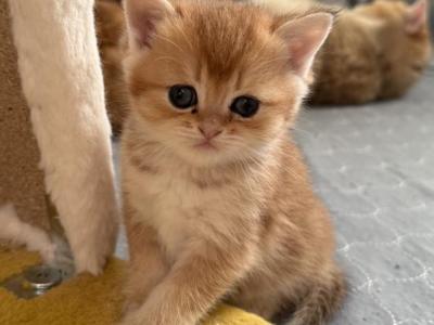 Simba - British Shorthair - Gallery Photo #1